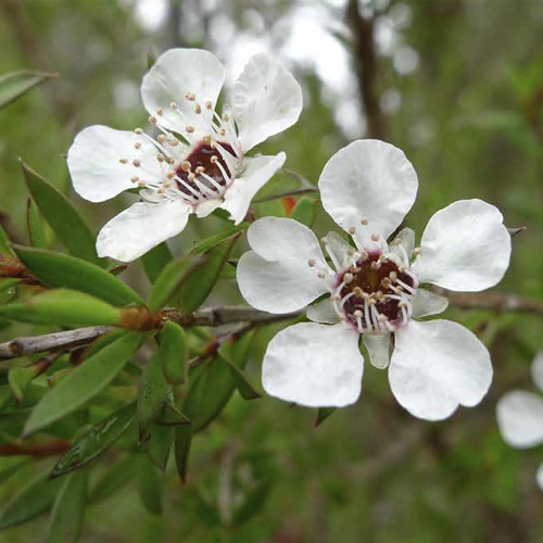 Flor arbol de argan